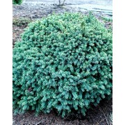 Ялина канадська Ехініформіс 0.4м